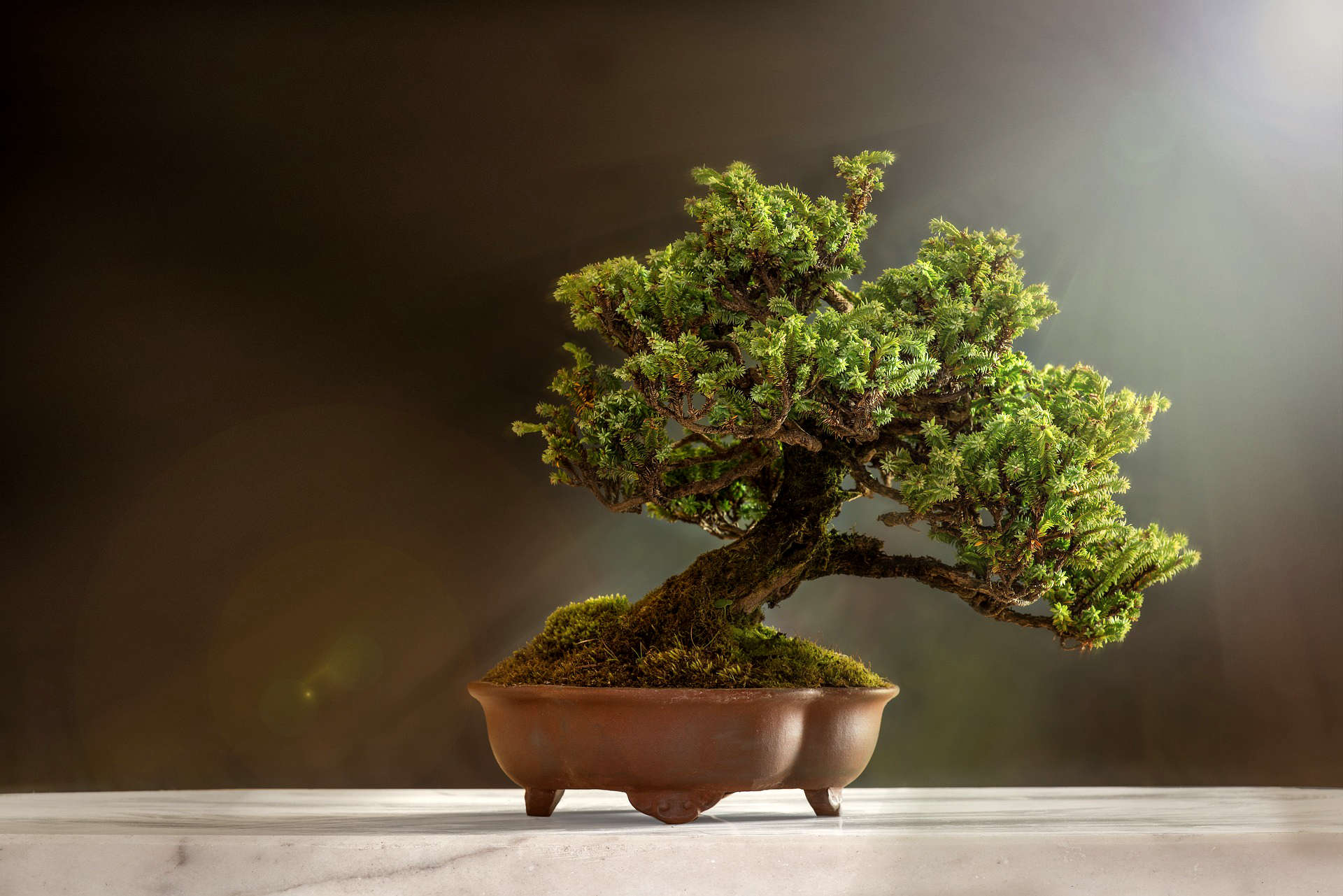 baum